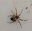 Labyrinth Orbweaver - photo 5
