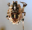 Metepeira minima