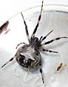 Metepeira palustris