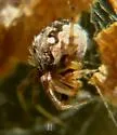 Metepeira spinipes