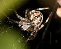 Metepeira spinipes - photo 2