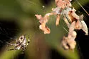 Metepeira spinipes - photo 3