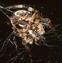Metepeira spinipes - photo 4