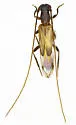 Methia acostata