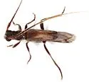 Methia arizonica