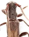 Methia arizonica - photo 3