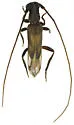 Methia arizonica - photo 4