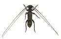 Methia brevis