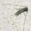 Methia brevis - photo 3