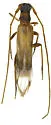 Methia flavicornis