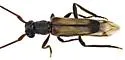 Methia flavicornis - photo 4