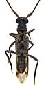 Methia flavicornis - photo 5