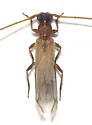 Methia knulli - Methia knulli