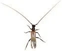 Methia knulli - photo 3