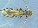 Methia mormona