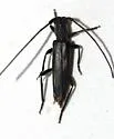 Methia mormona - photo 2