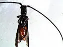 Methia tenuipes - photo 2