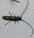 Methia tenuipes - photo 3