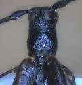Methia tenuipes - photo 5