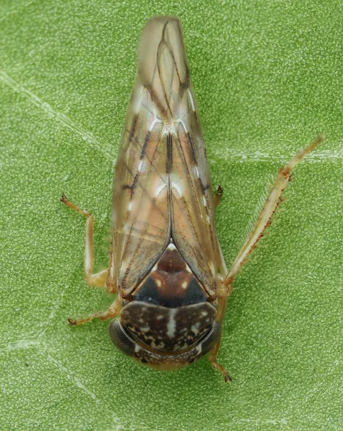 Metidiocerus rutilans - photo 2