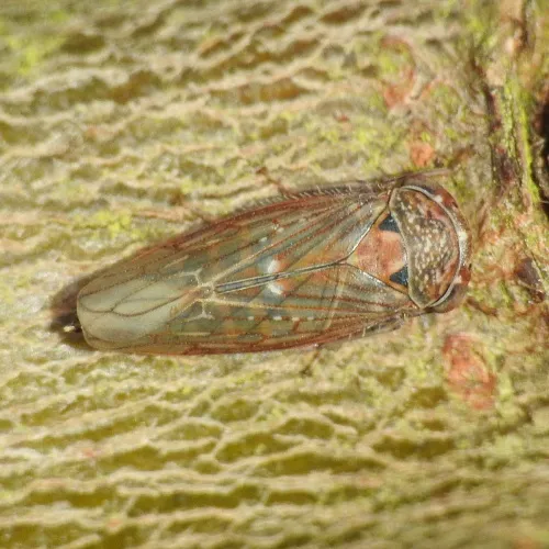 Metidiocerus rutilans - photo 3