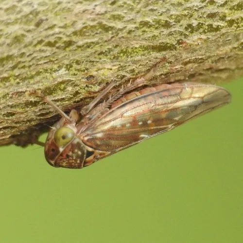 Metidiocerus rutilans - photo 4