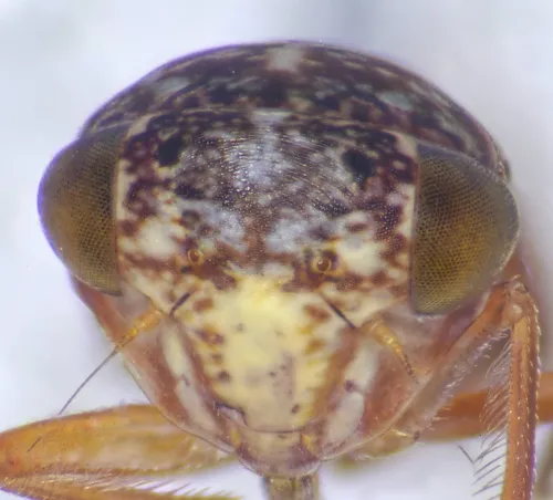 Metidiocerus rutilans - photo 5