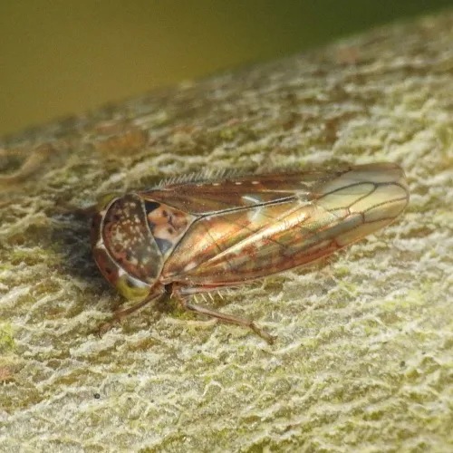 Metidiocerus rutilans - photo 6