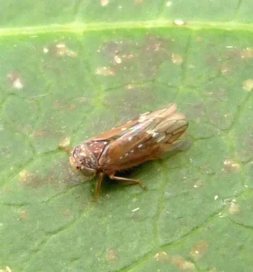 Metidiocerus rutilans - photo 7