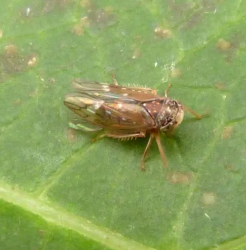 Metidiocerus rutilans - photo 8