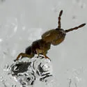 Metisotoma grandiceps