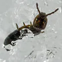 Metisotoma grandiceps - photo 2