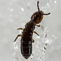 Metisotoma grandiceps - photo 3