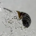 Metisotoma grandiceps - photo 4