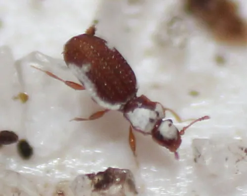 Metophthalmus americanus