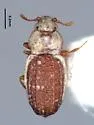 Metophthalmus parviceps