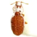 Metophthalmus rileyi