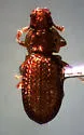 Metophthalmus septemstriatus