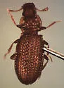 Metophthalmus trux