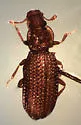 Metophthalmus trux - photo 2