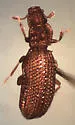 Metophthalmus trux - photo 3