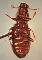 Metophthalmus trux - photo 4