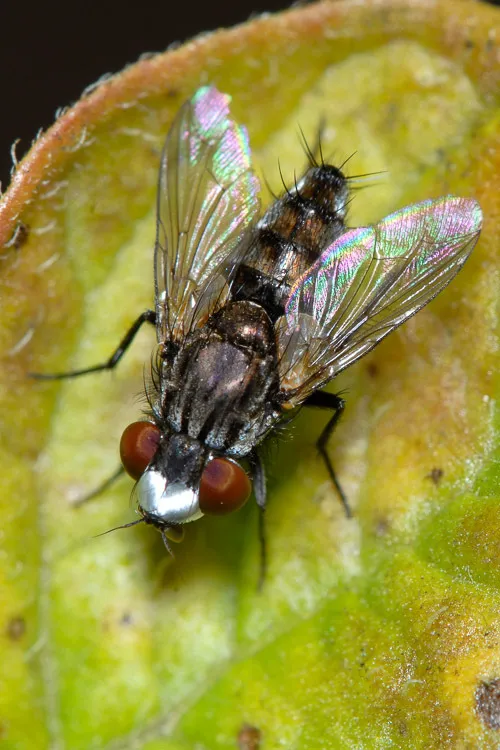 Metopia argyrocephala - photo 3