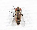 Metopia lateralis