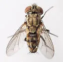 Metopia sinipalpis