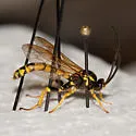 Metopius galbaneus