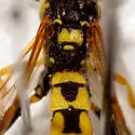 Metopius galbaneus - photo 2