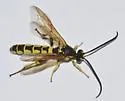 Metopius galbaneus - photo 4