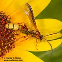 Metopius mimicus