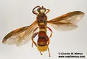 Metopius mimicus - photo 2